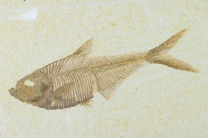 Fossil Fish (Diplomystus) - Green River Formation #137978